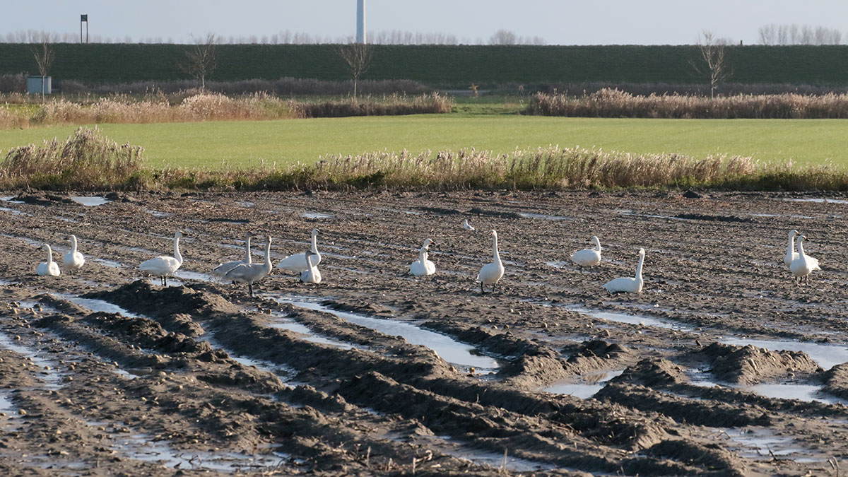 Kleinde zwanen